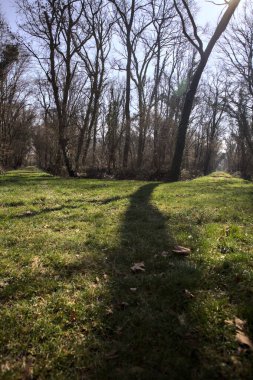 Yay ağaçlarının altında yolları ayrılan çimenler kırsaldaki bir parkta gölgeler bırakıyor.