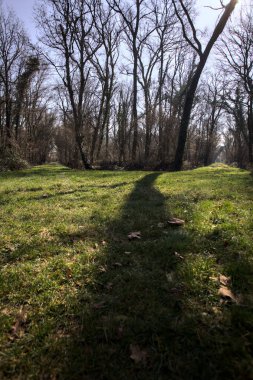 Yay ağaçlarının altında yolları ayrılan çimenler kırsaldaki bir parkta gölgeler bırakıyor.