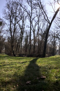 Yay ağaçlarının altında yolları ayrılan çimenler kırsaldaki bir parkta gölgeler bırakıyor.
