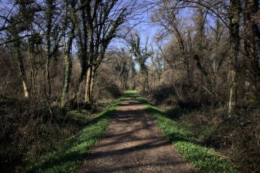 Ağaçların gölgeleriyle çamurlu patika kırsaldaki bir parkta yere dökülüyor.
