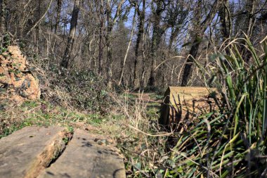 Kırsal kesimdeki bir parkta patikaya çıkan bir ağaç gövdesinin yanındaki yaya köprüsü.