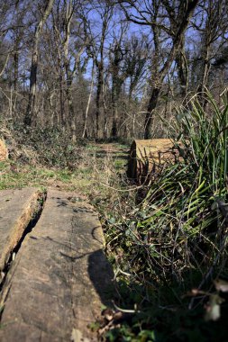Kırsal kesimdeki bir parkta patikaya çıkan bir ağaç gövdesinin yanındaki yaya köprüsü.