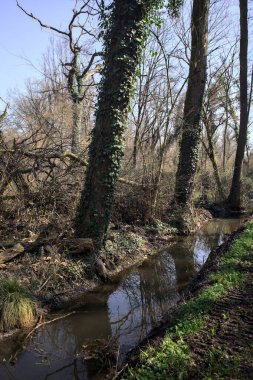 Kırsal kesimdeki bir parkta suya dökülen çıplak ağaçların yansımasıyla dar bir dere.