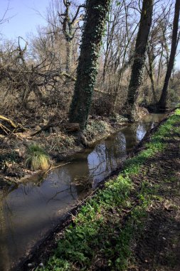 Kırsal kesimdeki bir parkta suya dökülen çıplak ağaçların yansımasıyla dar bir dere.