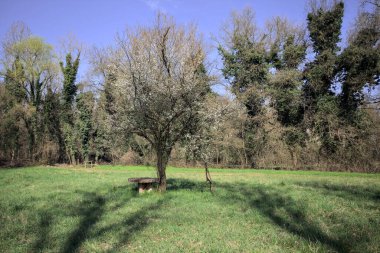 Kırsaldaki bir parkta ağaçlarla çevrili bir çimenliğin ortasında çiçek açan erik ağacı.