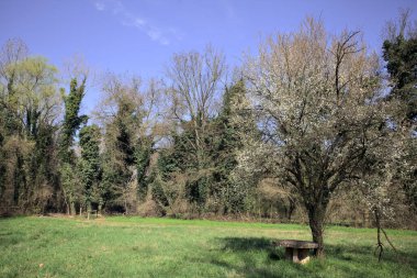Kırsaldaki bir parkta ağaçlarla çevrili bir çimenliğin ortasında çiçek açan erik ağacı.