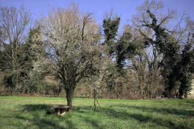 Kırsaldaki bir parkta ağaçlarla çevrili bir çimenliğin ortasında çiçek açan erik ağacı.