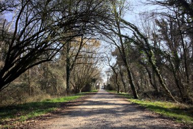 Ağaçların üzerinde kavis açtığı patika kırsaldaki bir parktaki kapıya çıkıyor.