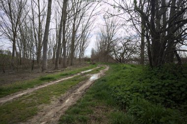 İtalya 'nın kırsal kesimlerinde bulutlu bir günde parkta çamurlu su birikintileri.