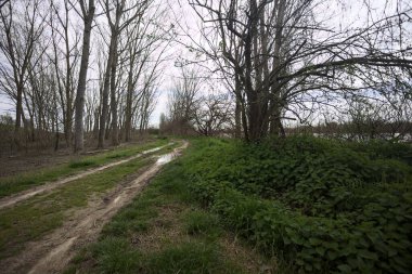 İtalya 'nın kırsal kesimlerinde bulutlu bir günde parkta çamurlu su birikintileri.
