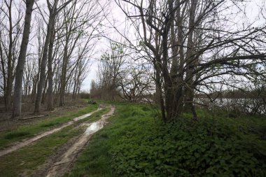 İtalya 'nın kırsal kesimlerinde bulutlu bir günde parkta çamurlu su birikintileri.