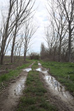İtalya 'nın kırsal kesimlerinde bulutlu bir günde parkta çamurlu su birikintileri.