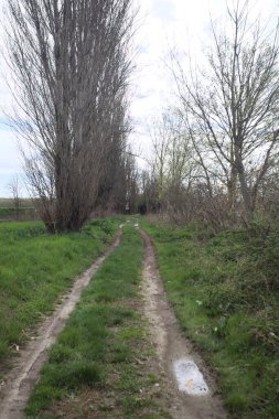 İtalya kırsalında bir nehrin kıyısındaki kavak ağaçlarıyla çevrili toprak yol.