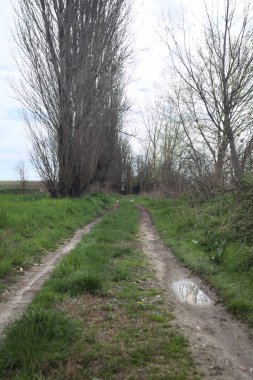 İtalya kırsalında bir nehrin kıyısındaki kavak ağaçlarıyla çevrili toprak yol.