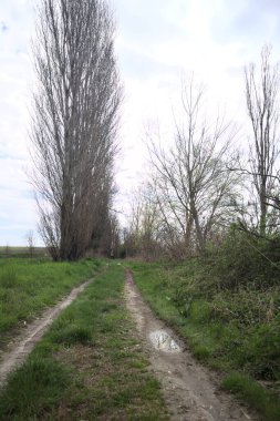 İtalya kırsalında bir nehrin kıyısındaki kavak ağaçlarıyla çevrili toprak yol.