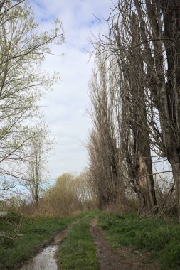 İtalya kırsalında bir nehrin kıyısındaki kavak ağaçlarıyla çevrili toprak yol.