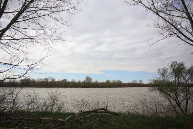 Bulutlu bir günde taşan nehir iki çıplak ağaç tarafından çerçevelenir.