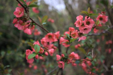 Çiçek açan Japon ayva dalları yakından görülüyor