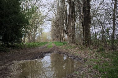 İtalya kırsalında bir nehrin kıyısındaki kavak ağaçlarıyla çevrili toprak yol.