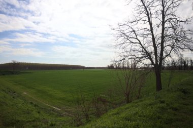 Rüzgâr tarlasını süpürdü bulutlu bir günde. Üstünde çıplak bir ağaç olan toprak setin üzerinden görüldü.