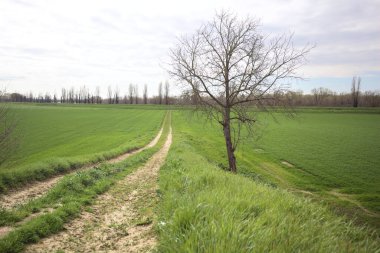 İtalya 'nın kırsal kesimlerinde bulutlu bir günde, kenarında çıplak bir ağaç olan toprak toprak toprak bir arazinin yanındaki toprak yolda.