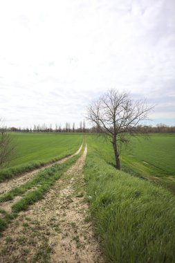 İtalya 'nın kırsal kesimlerinde bulutlu bir günde, kenarında çıplak bir ağaç olan toprak toprak toprak bir arazinin yanındaki toprak yolda.