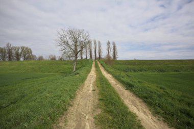 İtalya 'nın kırsal kesimlerinde bulutlu bir günde, kenarında çıplak bir ağaç olan toprak toprak toprak bir arazinin yanındaki toprak yolda.