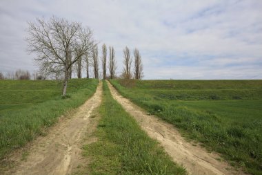 İtalya 'nın kırsal kesimlerinde bulutlu bir günde, kenarında çıplak bir ağaç olan toprak toprak toprak bir arazinin yanındaki toprak yolda.