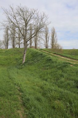 İtalya 'nın kırsal kesimlerinde bulutlu bir günde, kenarında çıplak bir ağaç olan toprak toprak toprak bir arazinin yanındaki toprak yolda.