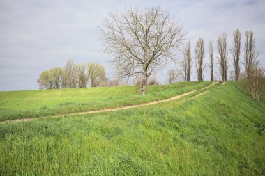 İtalya 'nın kırsal kesimlerinde bulutlu bir günde, kenarında çıplak bir ağaç olan toprak toprak toprak bir arazinin yanındaki toprak yolda.