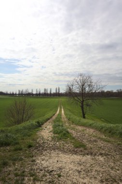 İtalya 'nın kırsal kesimlerinde bulutlu bir günde, kenarında çıplak bir ağaç olan toprak toprak toprak bir arazinin yanındaki toprak yolda.