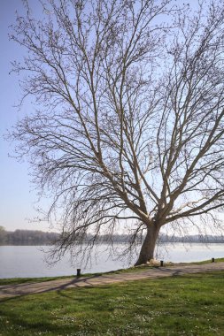 Güneşli bir günde patikanın kenarında çıplak bir çınar akçaağaç ile Lakeshore.