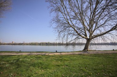 Güneşli bir günde patikanın kenarında çıplak bir çınar akçaağaç ile Lakeshore.