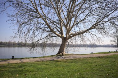 Güneşli bir günde patikanın kenarında çıplak bir çınar akçaağaç ile Lakeshore.