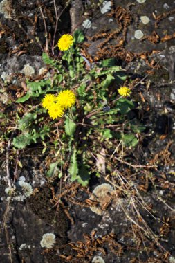 Sararmış karahindiba çimentodaki çatlakta büyüyor. Yakından görülüyor.