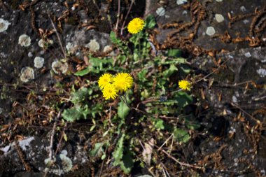Sararmış karahindiba çimentodaki çatlakta büyüyor. Yakından görülüyor.