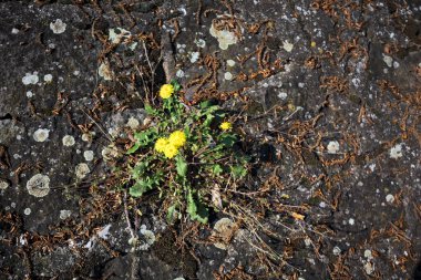 Sararmış karahindiba çimentodaki çatlakta büyüyor. Yakından görülüyor.