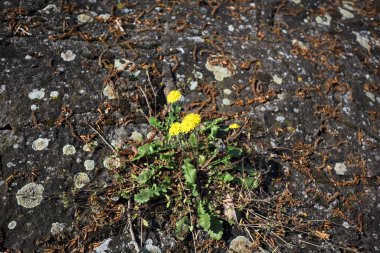 Sararmış karahindiba çimentodaki çatlakta büyüyor. Yakından görülüyor.