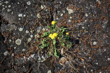 Sararmış karahindiba çimentodaki çatlakta büyüyor. Yakından görülüyor.