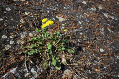 Sararmış karahindiba çimentodaki çatlakta büyüyor. Yakından görülüyor.