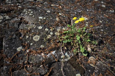 Sararmış karahindiba çimentodaki çatlakta büyüyor. Yakından görülüyor.
