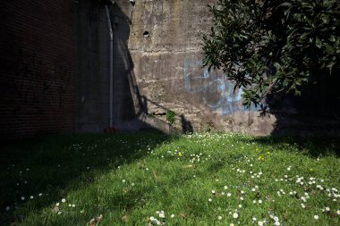 Kısmen gölgede çimenlikte papatyalar ve beton bir yapının yanında bir ağaç.