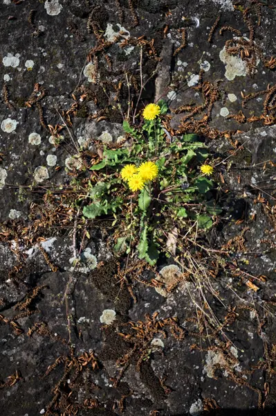 Sararmış karahindiba çimentodaki çatlakta büyüyor. Yakından görülüyor.