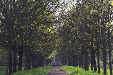 Gün batımında İtalya kırsalındaki bir parkta iki sıra ağaçla çevrili patika.