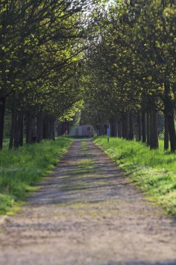 Gün batımında İtalya kırsalındaki bir parkta iki sıra ağaçla çevrili patika.