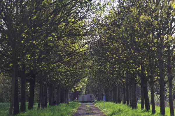 Gün batımında İtalya kırsalındaki bir parkta iki sıra ağaçla çevrili patika.