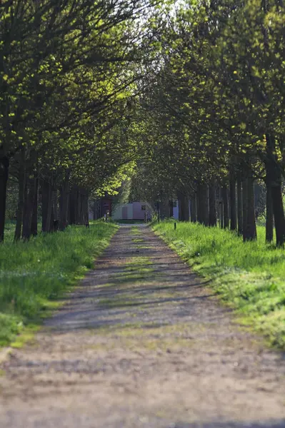 Gün batımında İtalya kırsalındaki bir parkta iki sıra ağaçla çevrili patika.
