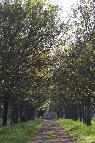 Gün batımında İtalya kırsalındaki bir parkta iki sıra ağaçla çevrili patika.