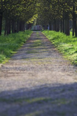 Gün batımında İtalya kırsalındaki bir parkta iki sıra ağaçla çevrili patika.