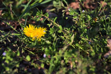 Sarı karahindibalar gün batımında tepeden görülür
